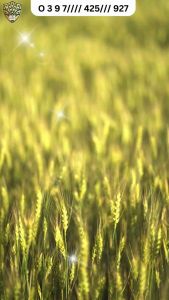 Thuốc trừ nấm Nấm Top Vil 111SC (Hexaconazole 110+ surfactant) Hoạt chất cao gấp đôi tăng hiệu lực kéo dài cây trồng chai 500ml