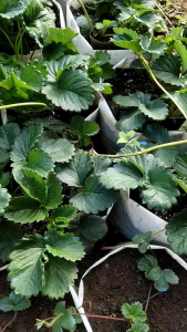 ต้นสตรอเบอร์รี่ พันธุ์80พร้อมไหลพร้อมดอก🍓🍓/ต้นแม่สตรอเบอรี่