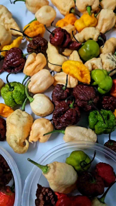 Mix super hot peppers BUNGA Mix super hot peppers BUNGA  FOR PLANTING