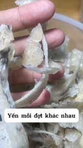 [HCM] - Yến sào - 10gr Chân yến thô - 100% thiên nhiên - tặng táo đỏ  đường phèn hạt chia.