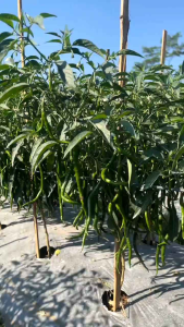 Cabe Kriting Hinggil F1: Tahan Virus & Layu Fusarium