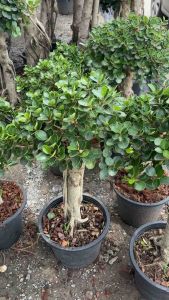 #ช้อนเงินช้อนทอง #ตัดแต่งบอนไซ #ไม้มงคล โชว์รากโตช้า