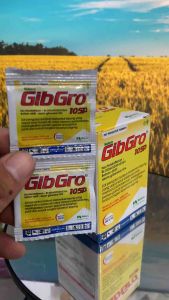 Gib Gro 10sp 1gr zpt gibgro gibgrow