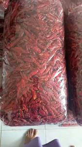 Kemasan (1 kg) Cabe Rawit Teja Caplak Kering Kualitas Super Pedas Tanpa Tangkai