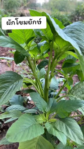 เมล็ดพันธุ์ผักโขมยักษ์ 3000-4000 เมล็ด 49 บาทซื้อ 2 แถม 1