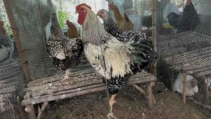 ไข่เชื้อไก่ซิลเวอร์วายดอท Silver Wyandotte Chicken for fertile egg ฟองละ 100 บาท ซื้อ10 ฟอง แถมฟรีเพิ่มอีก 2 ฟอง