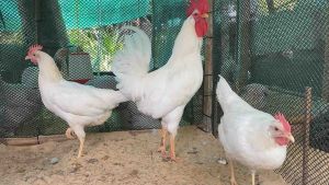 เชื้อไก่ไวท์ 30 บาท 10ฟอง ฟองละ ฟรี เพิ่ม 2 ฟอง ถูกฝึกฝนซีดเชื้อผัก เป็นเนื้อเยื่อที่ได้รับการยอมรับในวัตถุประสงค์ของเรา