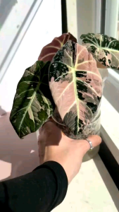Alocasia Black Velvet Pink Variegated CORMS