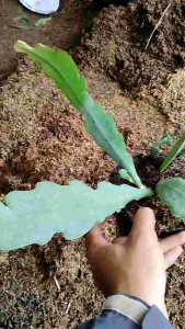 Queen of the Night Cactus / Phyllocactus mexicanus / Wijaya Kusuma Putih / 昙花仙人掌 / रात्रानी फूल कैक्टस (Singapore Moon C
