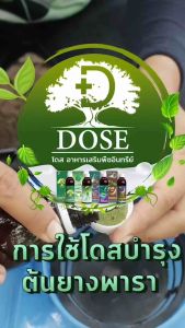 โดส สำหรับชาวสวนยาง ชาวสวน ลดปุ้ย น้ำยางไหลเยอะ เปอร์เซ็นต์ดี ลดต้นทุน ลดเชื้อรา ของแท้