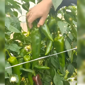 5 BIJI BENIH CABE GIANT ACONCAGUA PAPPER (REPACK)