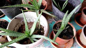 Aloe Vera Plant: Health Benefits & Skin Care