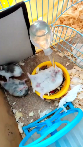 BOTOL MINUM 60 ML HEWAN HAMSTER - GERBIL - MARMUT