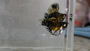 Calico Balloon Molly Fish(PAIR) 短身气球茉莉鱼(一对)❗️(Not random fish)❗️Fish same as order❗️40