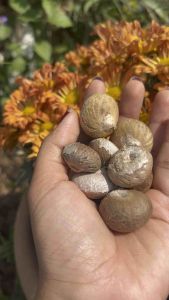 หมากแห้ง ชุด 2 กิโลกรัม