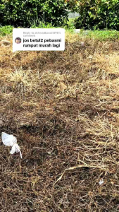 Herbisida obat rumput pembasi rumput BRATTOUP 495SL 1Liter