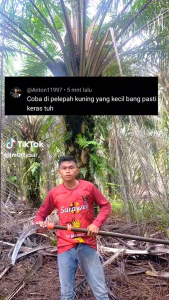 palmking pro blade by KLS