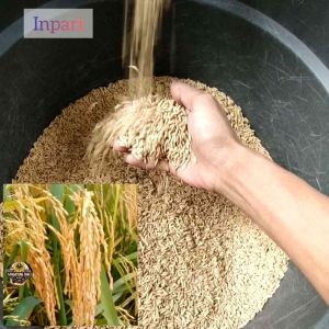 BENIH BIBIT PADI 1 KG INPARI JUMBO GABAH KUALITAS SUPER UNGGUL COD BAYAR DI TEMPAT POTENSI 12 TON PER HA