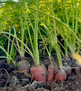 (KEMASAN PREMIUM) BIJI/BENIH TANAMAN WORTEL (isi -+1.000 butir benih)