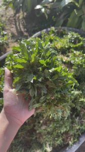 หญ้าไทเปชุดปลูก 20 ตารางเมตร.(น้ำหนัก9-10kg.)พร้อมส่ง📦ไม่ต้องตัดใบ ปลูกติดง่าย✅