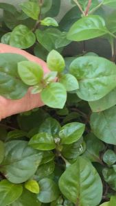 ⚠️MINDANAO only⚠️ALTERNANTHERA Broadleaf semi aquatic stem plants