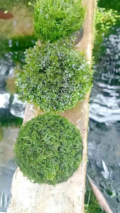 Moss Aquascape | Hiasan Akuarium