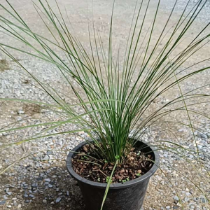 Xanthorrhoea australisต้นหญ้าออสเตรเลียกระถาง11นิ้ว