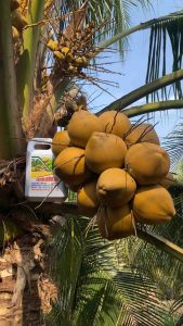 Chuyên dưỡng dừa can 5 lít giúp dưỡng dừa tơ to trái tròn trái chống nứt trái-rụng hoa và trái non phục hồi cây sau khi thu hoạch