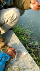 ALAT PANCING MURAH UNTUK PEMULA - JORAN + REEL