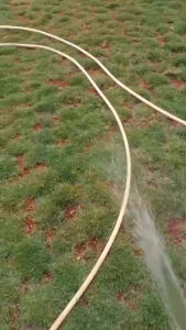 rumput Jepang jual untuk paket  satu makam/kuburan