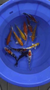 JAPAN KOI LOCAL BREED SUPER HIGH GRADE 6/7” 12pcs COMBO OFFER at 1688 only + FREE shipping . All super strong body .