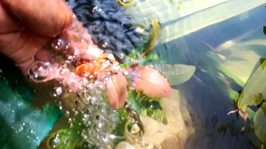 Tanaman Air Aquascape & Hiasan Aquarium Cripto