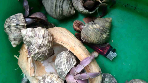 Keong Kelomang Jumbo Satuan: Panduan Lengkap