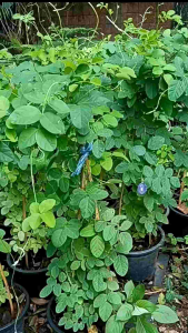 อัญชัน กระถาง 11 นิ้ว ต้นสวย (กทม)