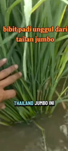 benih padi  Thailand jumbo kemasan 1kg kualitas unggul