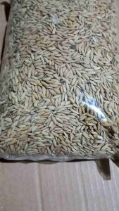 jual padi jumbo unggul pilihan 500 gram