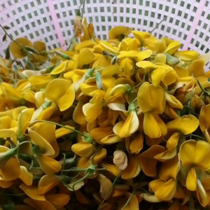 โสน เมล็ดพันธ์ู่ ดอกโสน (1ชุด100 เมล็ด)