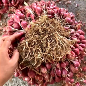 BAWANG MERAH MURAH BERKUALITAS 1KG