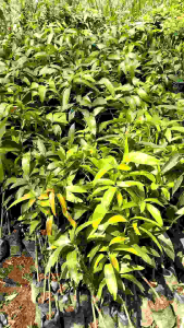 Bibit Tanaman Pohon Mangga Kiojay Murah & Cepat Berbuah
