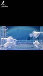 Platinium white diamond eye molly fish pair Ready stock