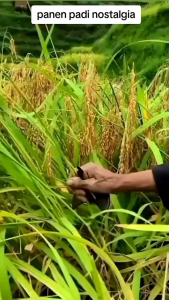 BENIH PADI UNGGUL INPAGO KUALITAS SUPER 1 KG