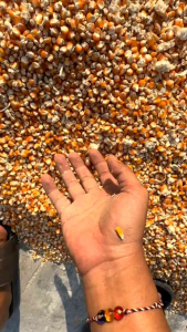 Jagung Kering 1kg / Jagung Kuning Kering Termurah / LumbungTernak