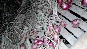 Bawang Merah Ukuran Super & Kemasan 1kg: Tips dan Manfaat