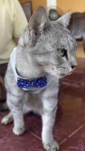 สายจูงสัตว์เลี้ยง เสื้อกั๊กสวยๆน่ารักๆ สไตล์สายรัดระบายอากาศ เชื้อกเดิน เชื้อกจูงลูกสูนา ลูกแมว สินค้าสต็อกในไทย ส่งไว ทุกวัน