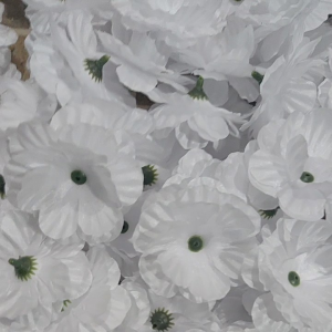 Bunga Suyok 65cm: Pengetahuan dan Penggunaan