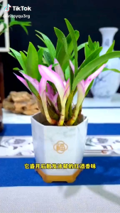 Dendrobium anggrek parfum untuk hiasan rumah