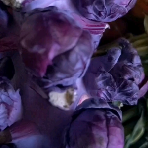 (KEMASAN PREMIUM) BIJI/BENIH BRUSSELS UNGU SPROUTS