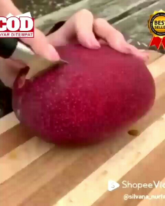 Bibit Mangga Merah Impor Jepang Miyazaki 100% Original Bergaransi Asal Okulasi Cepat Berbuah