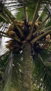 Buah Kelapa Gading Muda Segar: Kesehatan & Kesejahteraan Tubuh