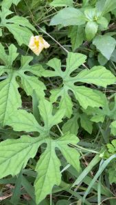 Daun Pare Hutan atau Paria Hutan Segar 500 Gram